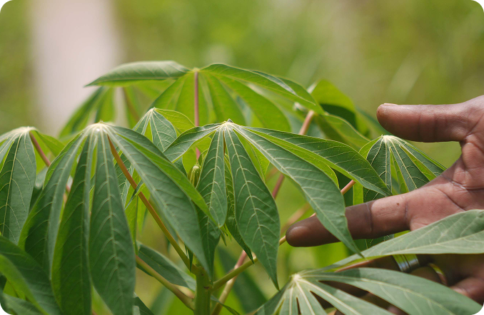 Premium Tapioca Starch - PP/PE Bags 50 Kg